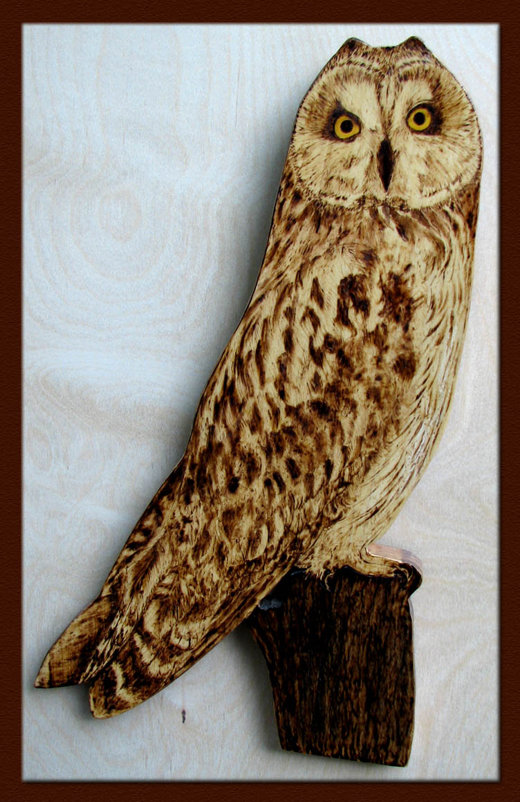 short-eared owl  tanja sova pyrography 
